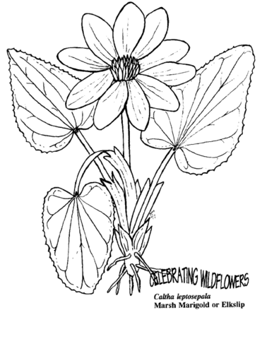 Marsh Marigold Or Elkslip Coloring Page